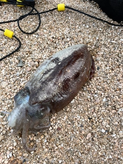 ハリイカの釣果