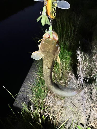 マナマズの釣果