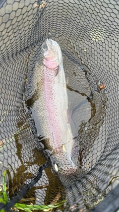 ニジマスの釣果