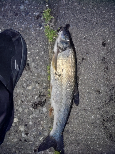 ウグイの釣果