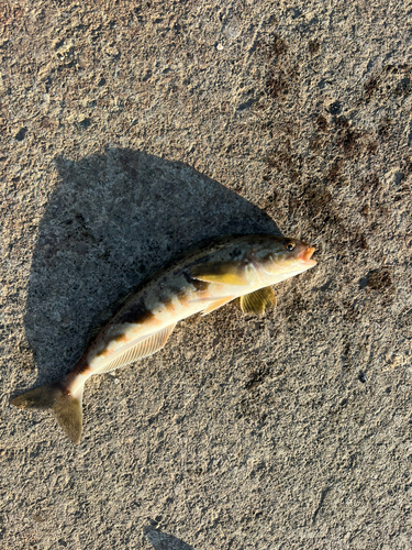 シャコの釣果