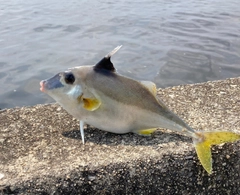 ギマの釣果