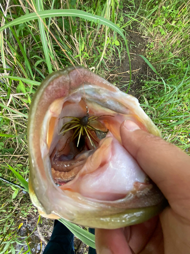 ブラックバスの釣果