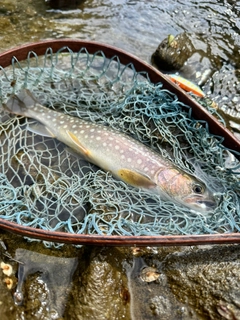 イワナの釣果