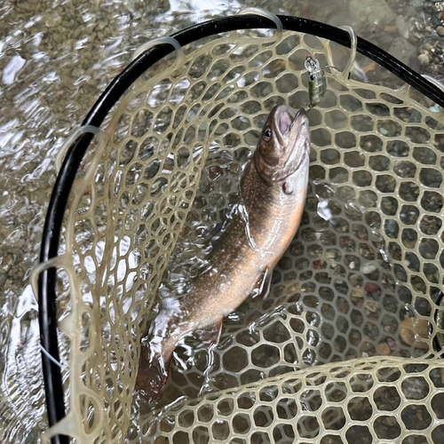 イワナの釣果