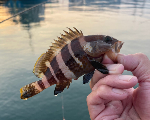 アオハタの釣果