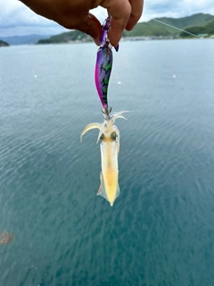 ケンサキイカの釣果