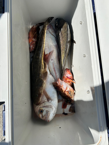 タイの釣果