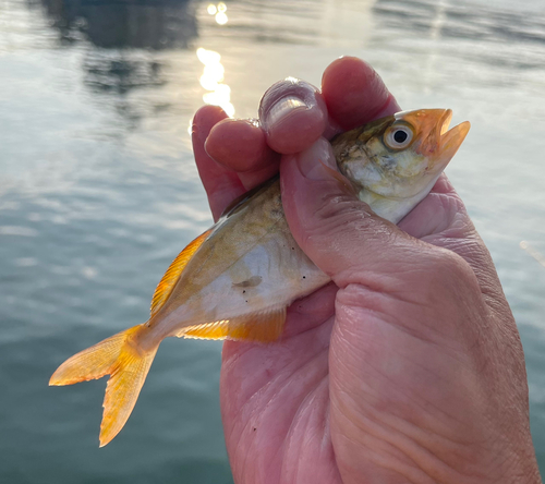 ショゴの釣果