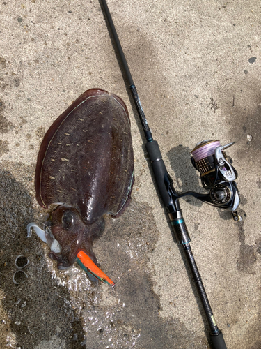 モンゴウイカの釣果