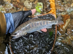 ヤマメの釣果