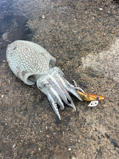 シリヤケイカの釣果