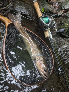 イワナの釣果