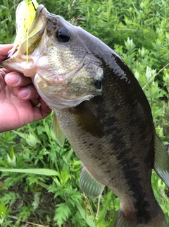 ブラックバスの釣果