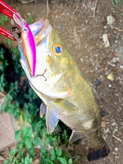 セイゴ（マルスズキ）の釣果