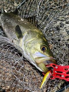 フッコ（マルスズキ）の釣果