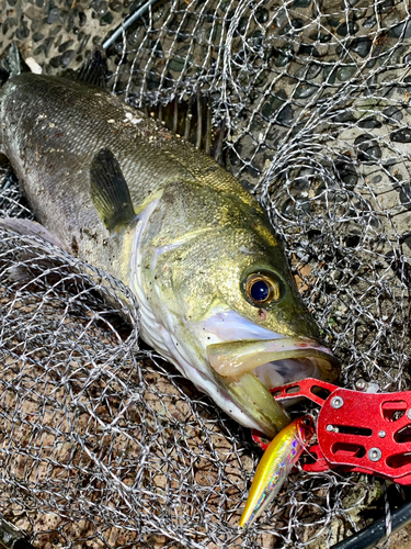 フッコ（マルスズキ）の釣果