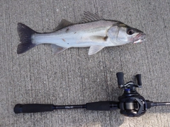 シーバスの釣果