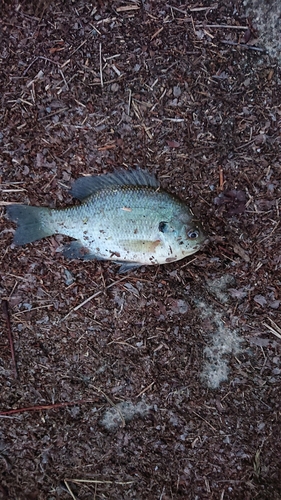 ブルーギルの釣果