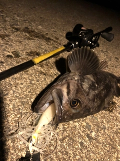 クロソイの釣果