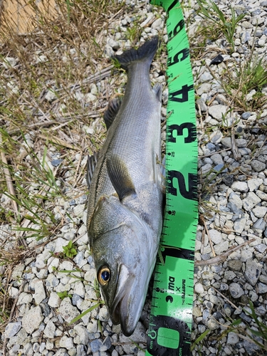 スズキの釣果