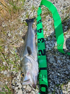 スズキの釣果