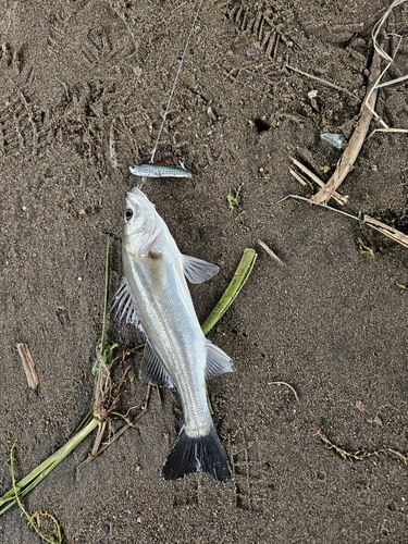 セイゴ（マルスズキ）の釣果