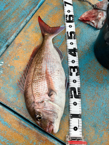 マダイの釣果