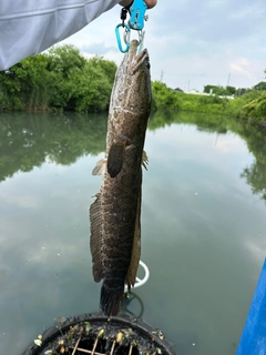 ライギョの釣果