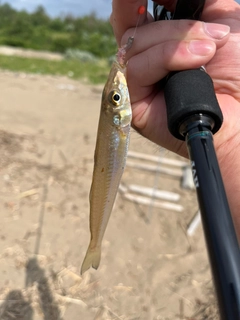 シロギスの釣果