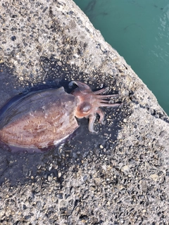 モンゴウイカの釣果