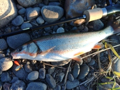 ウグイの釣果