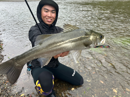 マルスズキの釣果