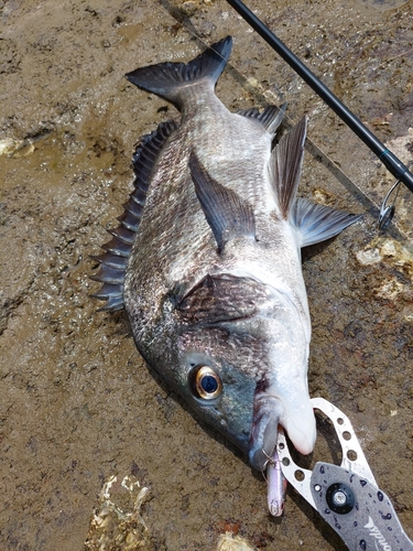 チヌの釣果