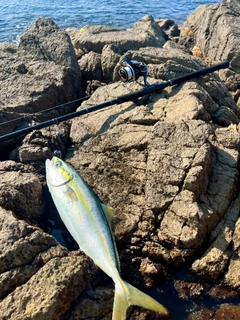 イナダの釣果