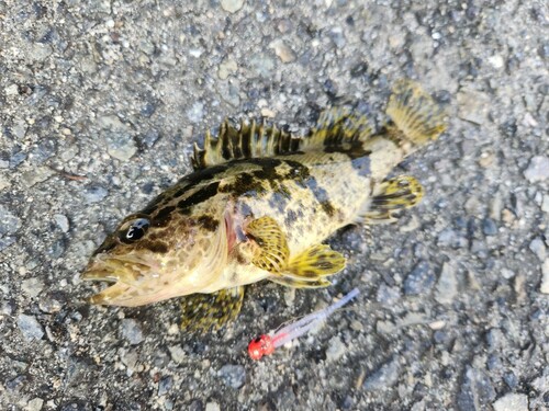 タケノコメバルの釣果