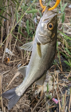 セイゴ（マルスズキ）の釣果