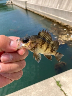 クロメバルの釣果