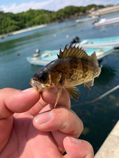 クロメバルの釣果