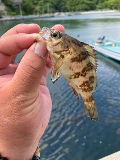 クロメバルの釣果