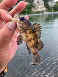 クロメバルの釣果