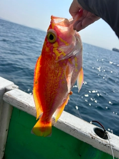 アカアマダイの釣果