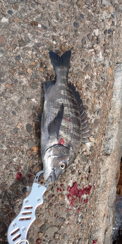 コブダイの釣果