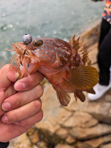 キジハタの釣果