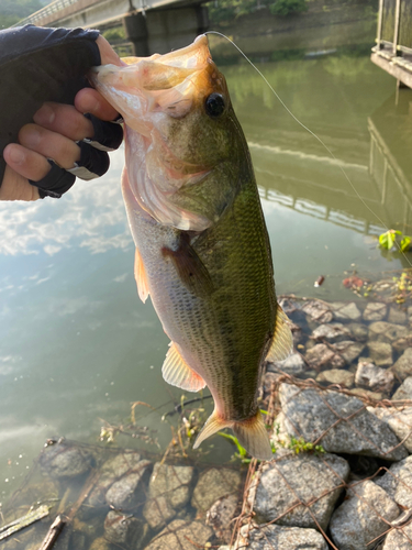 ラージマウスバスの釣果