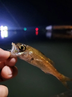 クロムツの釣果