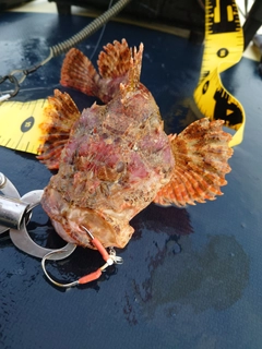 オニカサゴの釣果