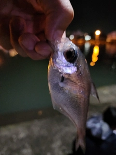 ハタンポの釣果