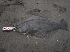 ヒラメの釣果