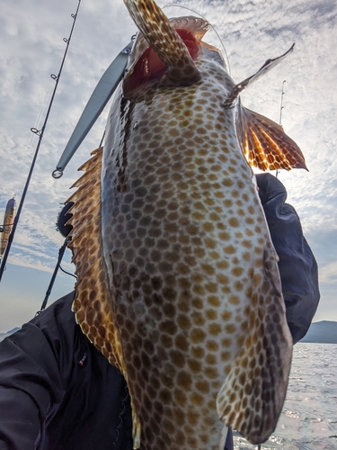 オオモンハタの釣果